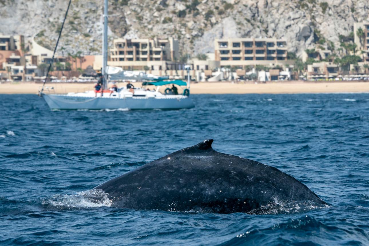 Whale Watching Tours – Baja’s Ocean Adventure