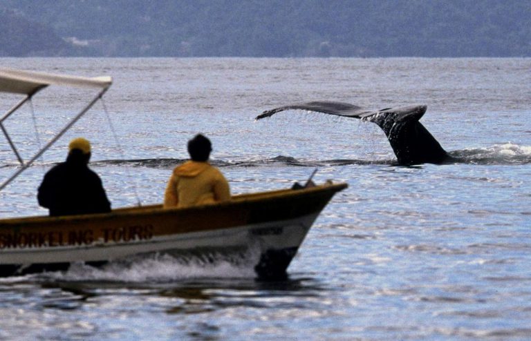 Whale Watching Tours – Mexico's Ocean Giants