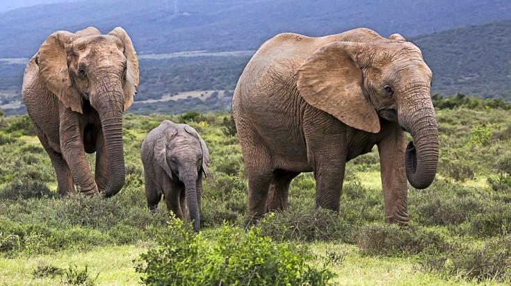 Addo Elephant National Park: The Ultimate Guide to South Africa’s Elephant Paradise