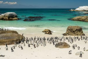 Boulders Beach: Discover South Africa’s Famous Penguin Paradise