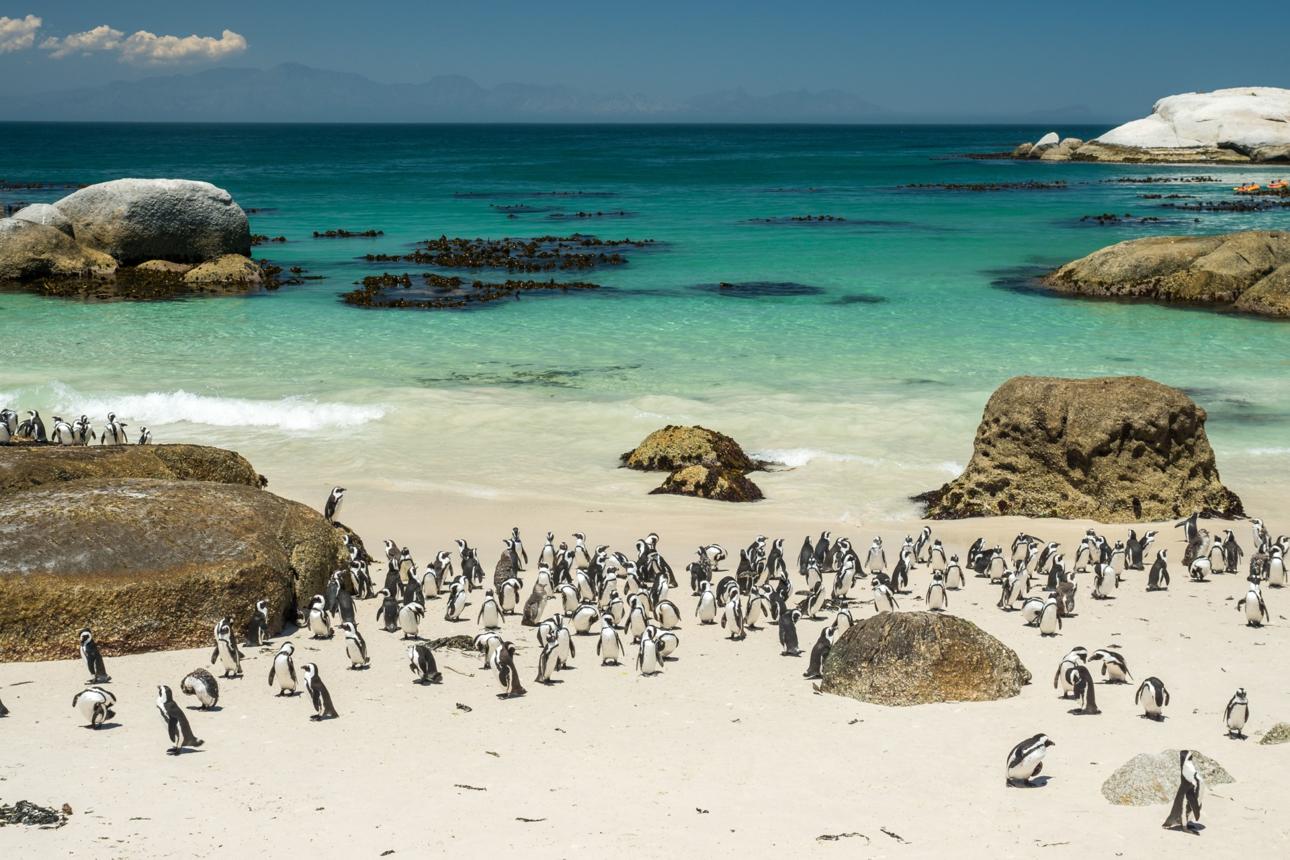 Boulders Beach: Discover South Africa’s Famous Penguin Paradise