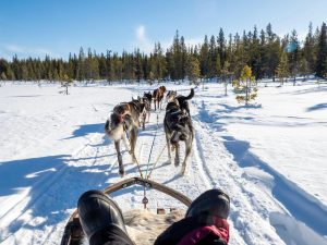 Dog Sledding and Reindeer Experiences in Kiruna: The Ultimate Arctic Adventure