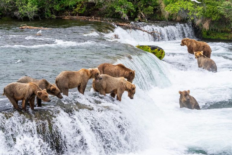 Katmai National Park: Discover Alaska’s Legendary Land of Brown Bears and Volcanoes