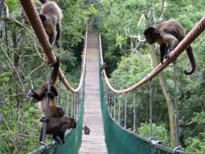 Monkeyland Primate Sanctuary: Explore the World’s First Free-Roaming Multi-Species Primate Sanctuary