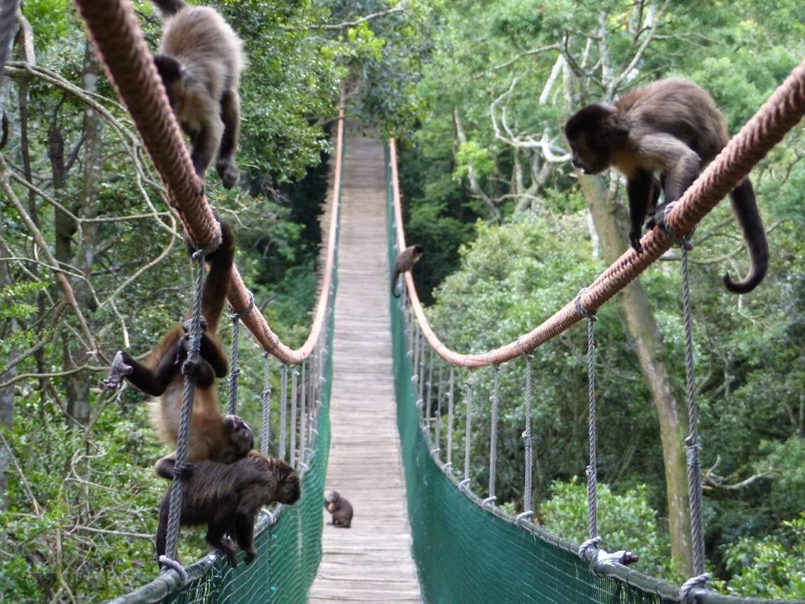 Monkeyland Primate Sanctuary: Explore the World’s First Free-Roaming Multi-Species Primate Sanctuary