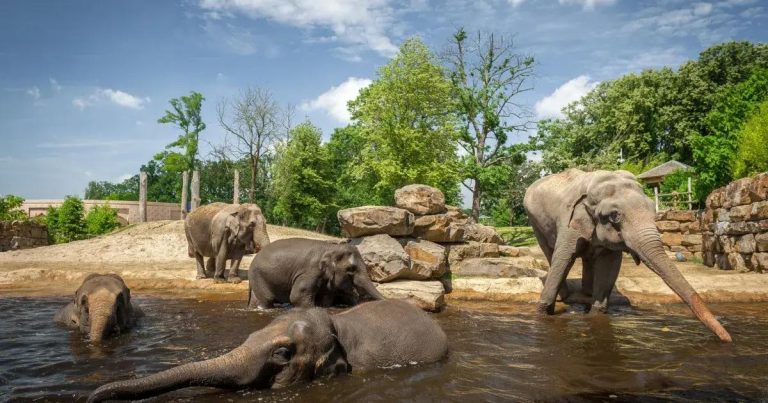 Planckendael Zoo: The Ultimate Guide to Belgium’s Family-Friendly Wildlife Park