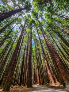 Redwoods Whakarewarewa Forest: Explore New Zealand’s Iconic Redwood Wonderland
