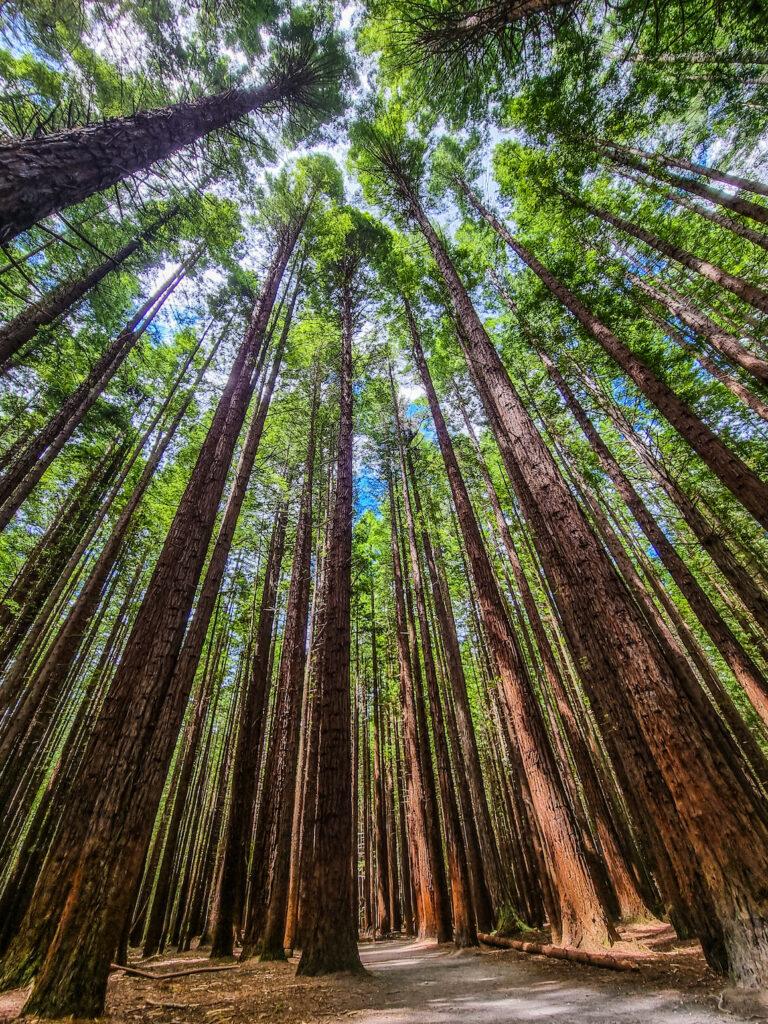 Redwoods Whakarewarewa Forest: Explore New Zealand’s Iconic Redwood Wonderland