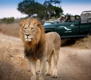 Safari Big Five: The Ultimate Guide to Africa’s Most Iconic Wildlife Experience
