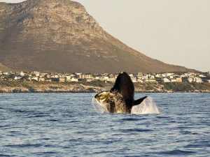 Southern Right Whale Watching in South Africa: The Ultimate Guide to an Unforgettable Wildlife Experience