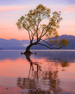 That Wanaka Tree: Visit New Zealand’s Most Famous Lone Tree