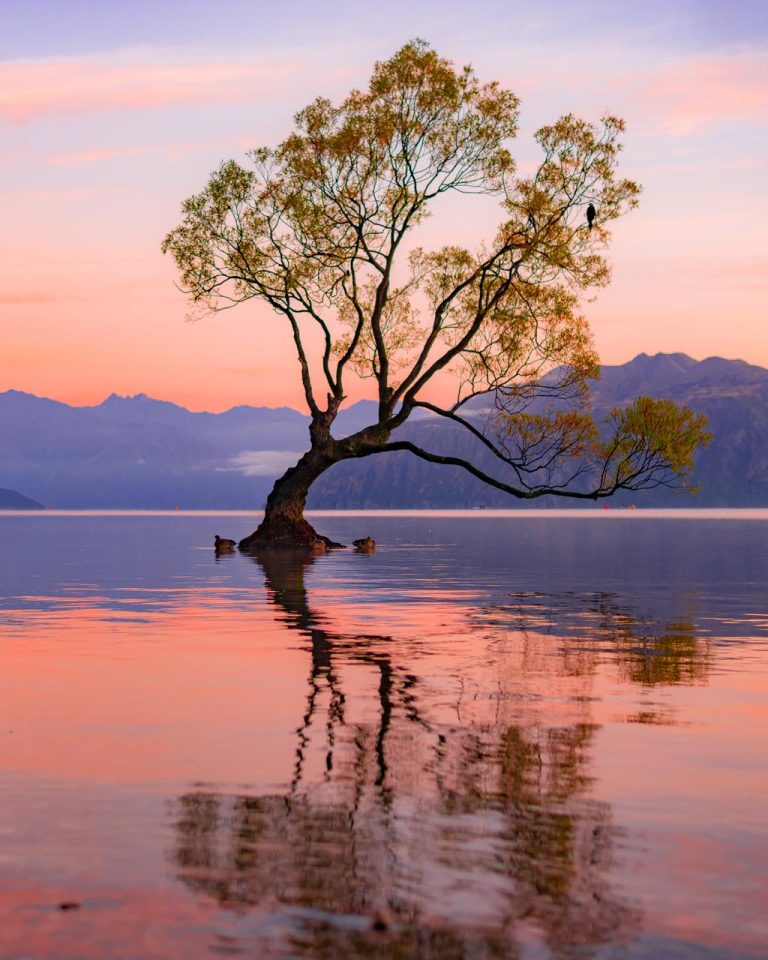 That Wanaka Tree: Visit New Zealand’s Most Famous Lone Tree