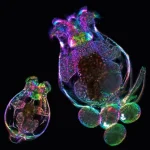 A Mother’s Age Can Shape Her Offspring Without Changing Their DNA