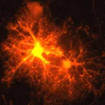 A Stress Hormone May Help the Brain Repair Itself