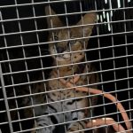 African Serval Captured After Days on the Loose in Illinois