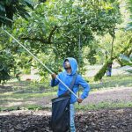Avocado Pickers in Mexico Welcome Restart of Exports to US, but Security Fears Remain