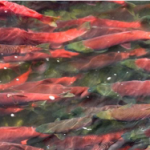 David E. Kelley and Norcross Productions Launch Live Migrations Nature Series