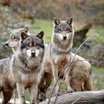 Debunking the Myth: Why Leadership is Less About Dominance and More About Earning Trust