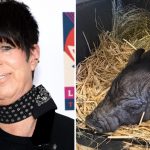 Diane Warren Adopts Runaway Pig in West Hollywood: ‘Welcome Wilbur!’