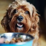 Does Renters Insurance Cover Pets, Dog Bites, and Pet Damage?