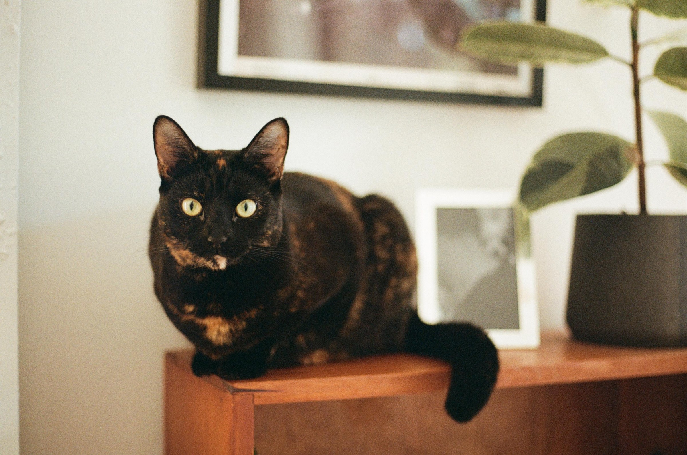 How to Take Better Photos of Your Pets