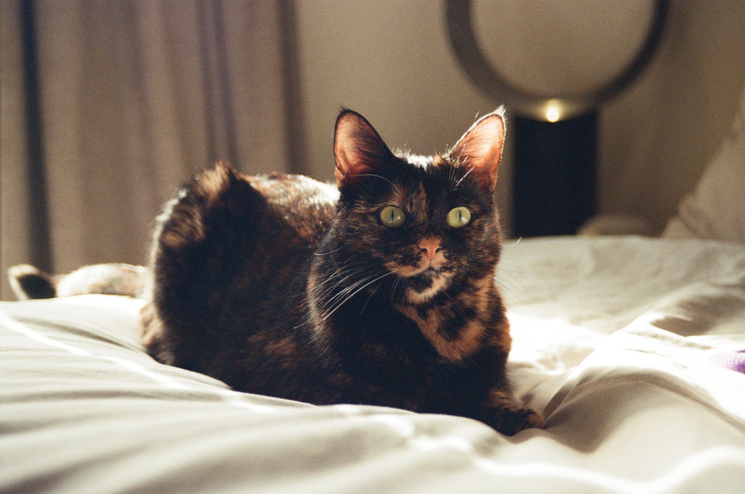 How to Take Better Photos of Your Pets