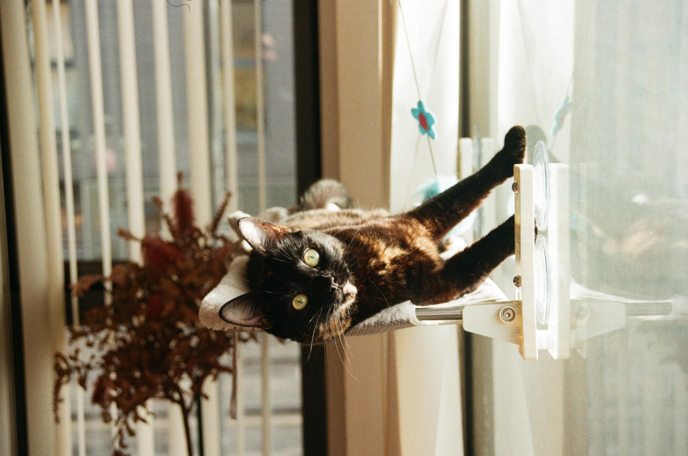 How to Take Better Photos of Your Pets