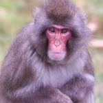 Japanese Macaque Monkey on the Loose at Scottish Highland Wildlife Park