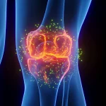 Stanford Scientists Regrow Lost Cartilage and Reverse Arthritis in Major Breakthrough