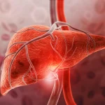 This Weight-Loss Hormone May Protect the Liver Even Without Weight Loss