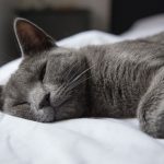 Unlocking the Mystery of Sexsomnia: Understanding Sexual Behaviors During Sleep