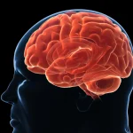 Your Brain May Be Wired to Regain Lost Weight: Uncovering the Science Behind Weight Loss